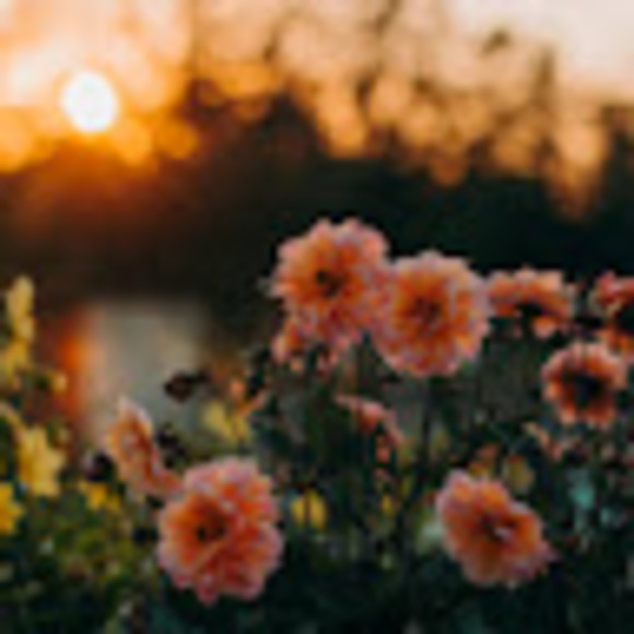 Meet your Posher, Haven - Picture 1 of 1